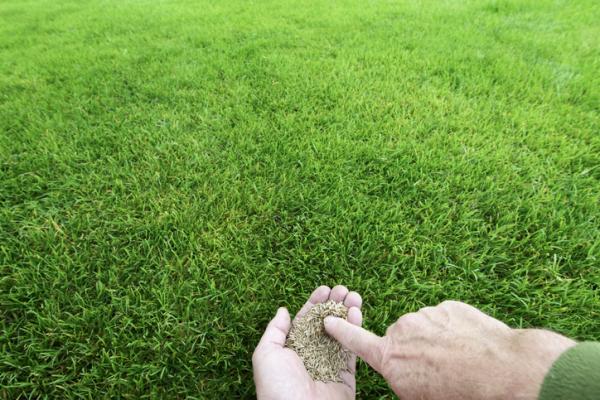 Semilla Grama Resistente 1Kg ROCALBA-media-54537